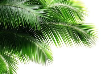 Fototapeta premium Palm Fronds Against White Background Lush Green Tropical Plant Leaves Natural Summer Decor