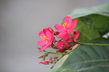 Obraz premium close up of red jatropha integerrima flower in bloom with blurred background