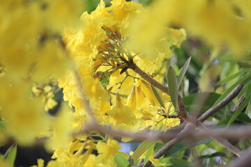 close up Tabebuya (Handroanthus chrysotrichus), Yellow Tabebuya or Golden Trumpet Tree in bloom