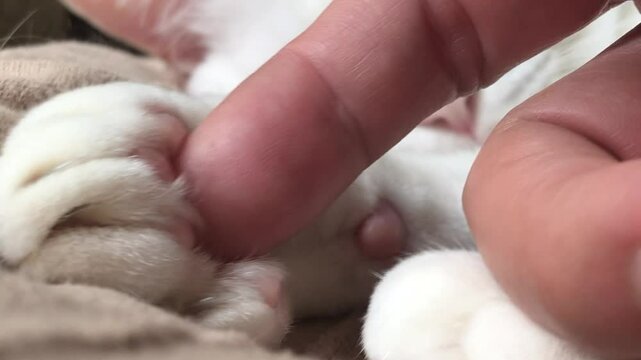 The Asian man is touching the cat's paw with his finger to annoy the cat while it's sleeping.