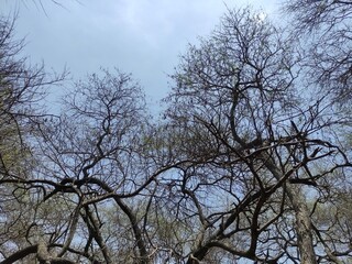 coastal forest vegetation is still shady