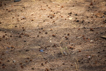 dry, barren grass due to endless heat