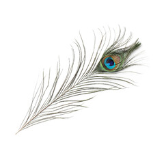 Fototapeta premium One beautiful peacock feather isolated on white
