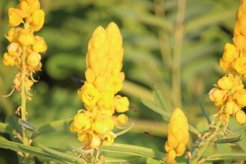 The blooming yellow Senna alata or candlestick flowers