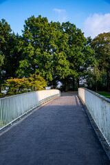 the road to the forest