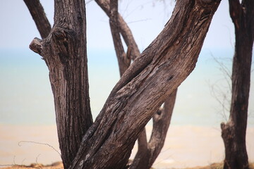 trees on sandy soil near the beach that form irregular patterns