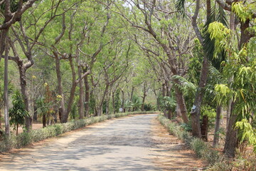 trees on sandy soil near the beach that form irregular patterns