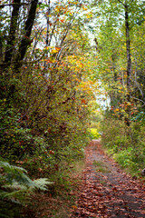path in autumn forest