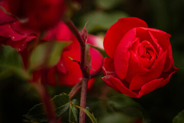 red rose in garden