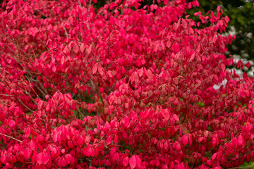 Fall red leaves on a small bush