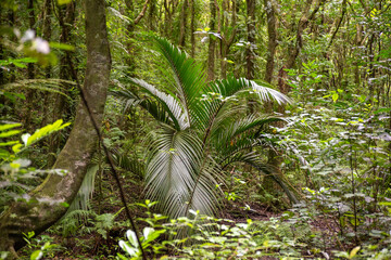 Nikau Palm in Forest
