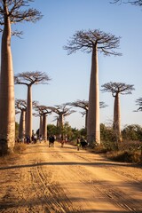  Iconic Avenue of Baobab Trees under Clear Blue Sky in Morondava, Madagascar