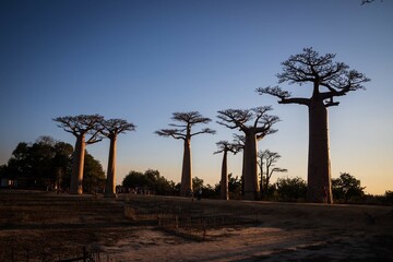 Fototapeta premium Silhouetted Baobab Trees at Sunset in Avenue of The Baobabs, Morondava, Madagascar