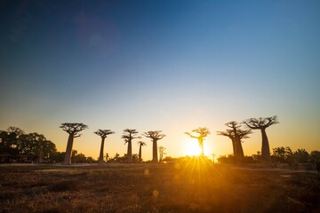 Star-Shaped Sun Illuminating Baobab Trees at Sunset in Avenue of Baobab, Morondava, Madagascar