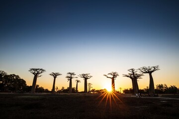 Star-Shaped Sun Illuminating Baobab Trees at Sunset in Avenue of Baobab, Morondava, Madagascar