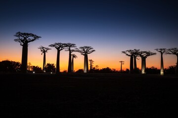 Vibrant Magic Hour Sunset Behind Majestic Baobab Trees in Avenue of Baobab, Morondava, Madagascar