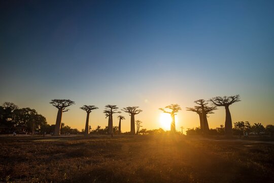 Sun Illuminating Baobab Trees at Sunset in Avenue of Baobab, Morondava, Madagascar	
