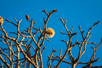 Delicate Baobab Flower Blooming Against a Blue Sky