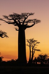 Majestic Baobab Trees Silhouetted Against a Vibrant Sunset, Avenue of The Baobabs, Morondava,...