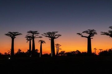 Vibrant Magic Hour Sunset Behind Majestic Baobab Trees in Avenue of Baobab, Morondava, Madagascar