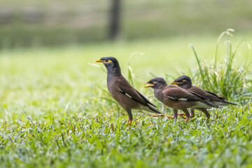 A mother common myna bird caring for two younger mynas, possibly her offspring, as they forage together on the lush green grass. The adult myna maintains a watchful presence over the juveniles.
