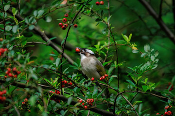 A Taiwan bulbul, a small songbird with a gray belly, and olive-green back, perched amidst lush greenery and vibrant red berries. The bulbul appears to be foraging.