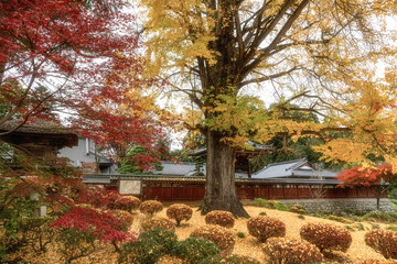 茨城県大子町　高徳寺の紅葉風景
