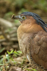 A Malayan night heron, a medium-sized wading bird known for its distinctive dark gray plumage and yellow eyes. The heron is shown in close-up, with its alert expression and sharp beak.