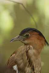 A Malayan night heron, a medium-sized wading bird known for its distinctive dark gray plumage and yellow eyes. The heron is shown in close-up, with its alert expression and sharp beak.