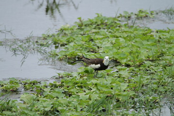 Beautiful Sri Lankan Birds in the Wild, Sri Lanka 