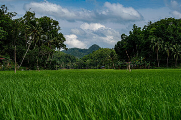 rice fields somewhere in asia