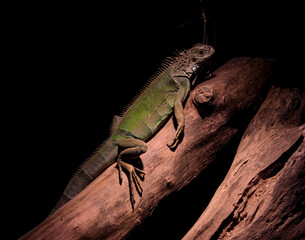 iguana on a tree