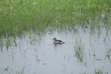 Beautiful Sri Lankan Birds in the Wild, Sri Lanka 