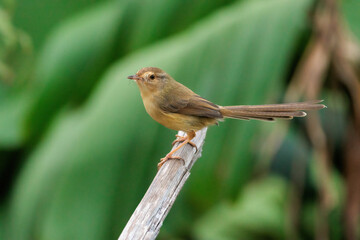 A tawny prinia, a small songbird species, perched on a wooden branch against a vibrant green background. The prinia's feathers are a warm, earthy brown color, blending in with the natural setting.