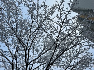 눈 쌓인 나뭇가지