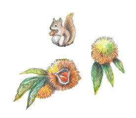 いがぐりと栗の実とリスの手描き水彩画秋の素材セット