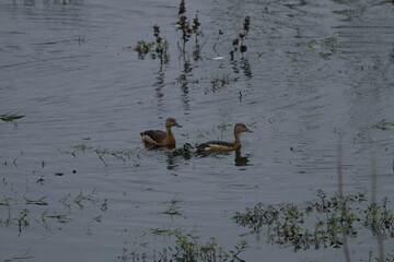 Beautiful Sri Lankan Birds in the Wild, Sri Lanka 