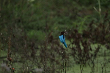 Beautiful Sri Lankan Birds in the Wild, Sri Lanka 