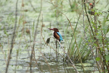 Beautiful Sri Lankan Birds in the Wild, Sri Lanka 