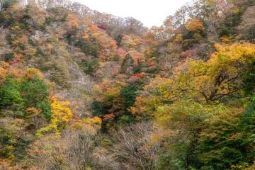 Fototapeta premium 茨城県大子町 紅葉映える袋田の滝 