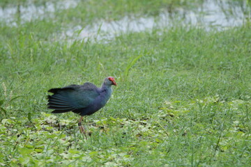 Beautiful Sri Lankan Birds in the Wild, Sri Lanka 