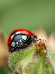 front view of ladybug on flower bud