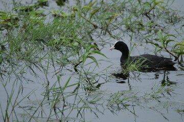 Beautiful Sri Lankan Birds in the Wild, Sri Lanka 