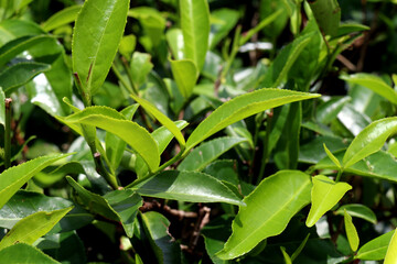 rain drops on tea leaves in Nuwara Eliya, Sri Lanka 