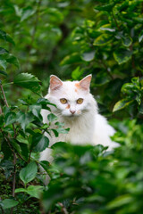 The white cat hides in the plants.