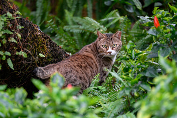Cat hiding in a bush