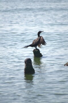 Al estar las ciudades a las orillas del lago de Maracaibo,podemos ver muchas aves.