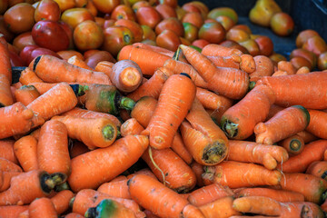 Close-up view of a large pile of bright orange carrots and red tomatoes. A vibrant scene showing abundance. A Pile of Freshly Harvested Carrots and Tomatoes.