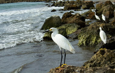 Garzas en la costa del mar caribe