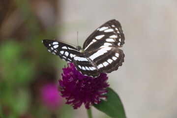 Beautiful Butterflies in my garden, Sri Lanka 